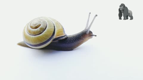 Snail Move