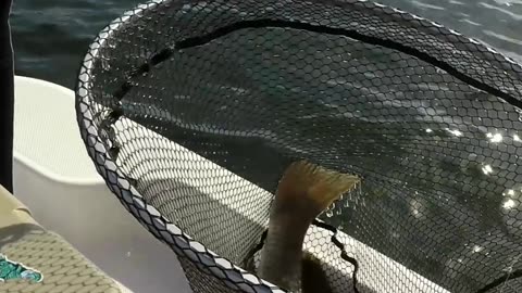 Battling a Massive Drum while Inshore Fishing