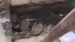 Trapped Puppy Saved from the Sewer