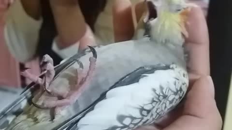 Sleepy bird enjoy scratches