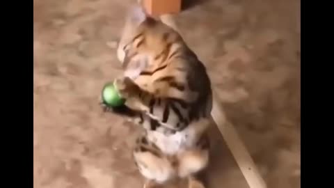 Cat catches ball, doesn't know what to do next