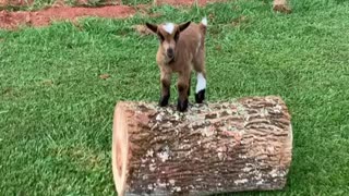 Rio The House Goat