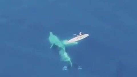 Whales in the Ocean/ a sitting ...duck!!!its a blue whale!!!