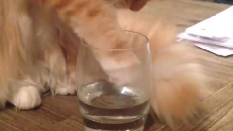 Beautiful cat will do anything for a drink