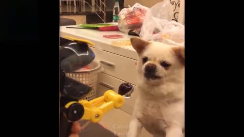 Cute Pets, Playing Funny Games- Try not to laugh