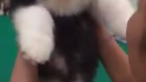 Dog cute videos 2