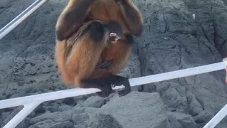 Mother Monkey Boards Boat with Baby