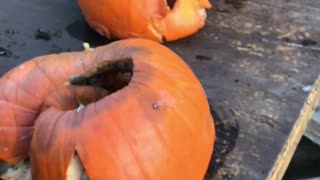 Exploding holes into pumpkins