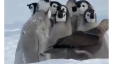 Big bob penguin to the rescue