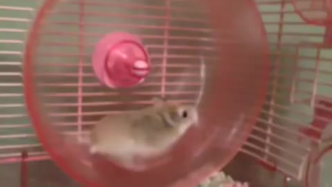 Speedy Hamster Learns To Fly