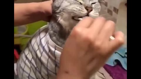 AE Funniest Cats 😹 - Don't try to hold back Laughter 😂 - Funny Cats Life