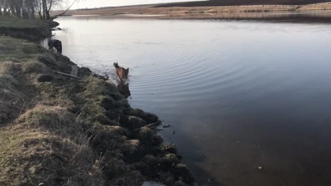 This dog loves to run on water!