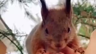 Adorable Squirrel Makes Friends