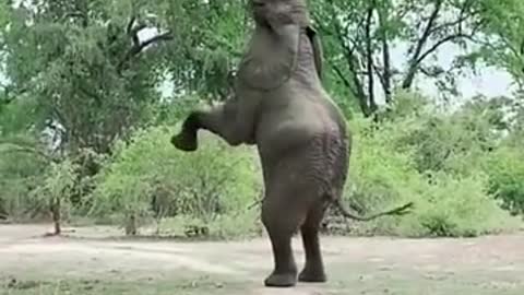 This elephant 🐘 used it's brain 100 %