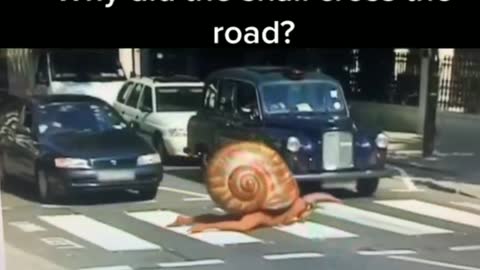 A man in snail🐌 costume crossing a road.