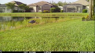 Great Blue Heron catching fish