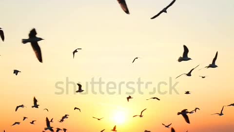 Seagull bird flying slow motion with sunset.