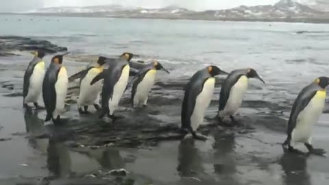 funny 🐧 🐧 🐧 penguins make the line