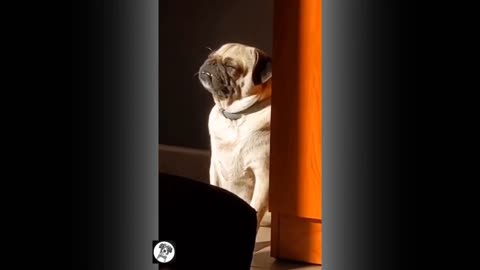 Pug Literally Trying To Catch Some Sun