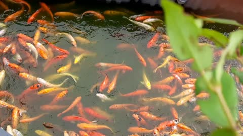 This POND is LOADED w/ Monster Bass (Bank Fishing