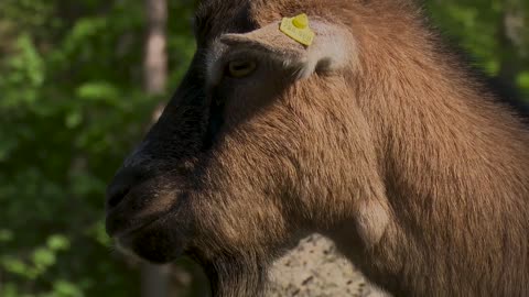 Animals Goat Horns Domestic Goat