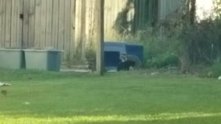 Black Cat Hanging Out with Raccoons