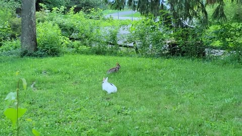 Baby Pet Rabbit's First time engages with a Wild Rabbit!