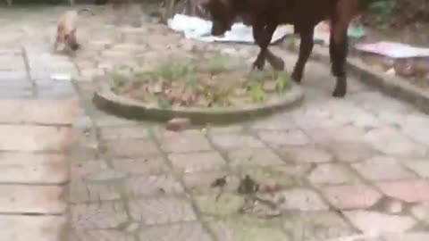 The dog leads the cow to lunch