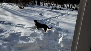 Huskador Searches For Icicle In The Snow