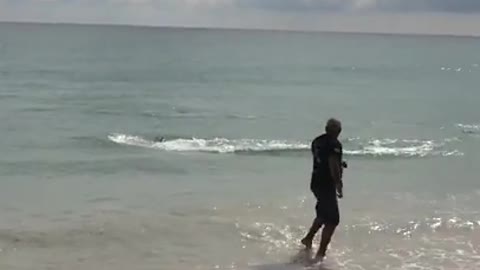 Dolphin Attack Sebastian Inlet Florida Terrified Swimmer