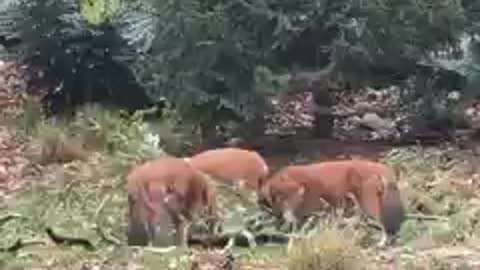 Dholes Enrichment