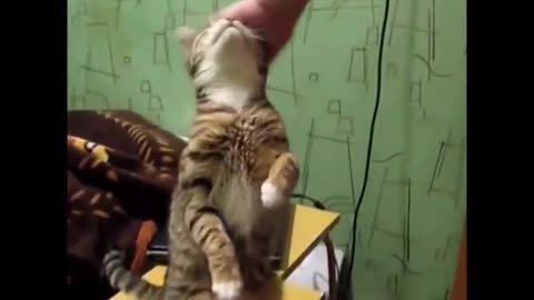 Cats demanding petting super Compilation