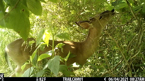 Deer having lunch!