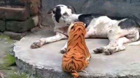 Funny dog The tiger went from dog to dog