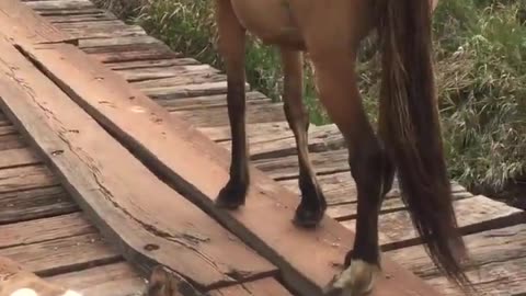 This baby horse was stuck on a bridge until a guy come along and refused to leave him there