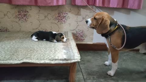 Dog speaking with daughter..