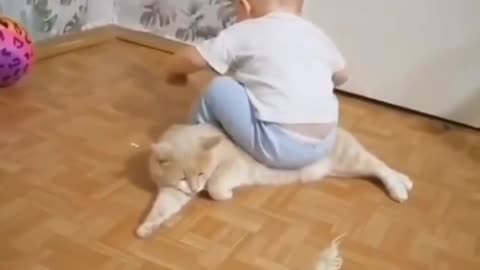 Baby playing with white cat