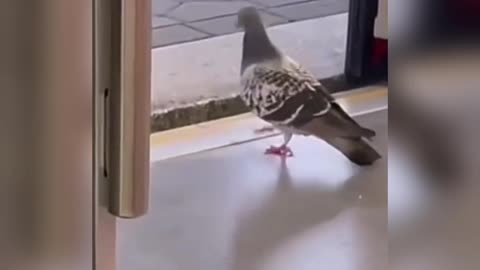 Pigeon uses public transport