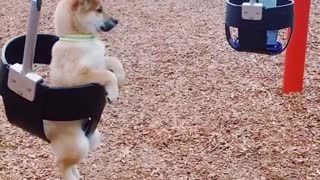 Shiba Inu puppy enjoys swinging at the park