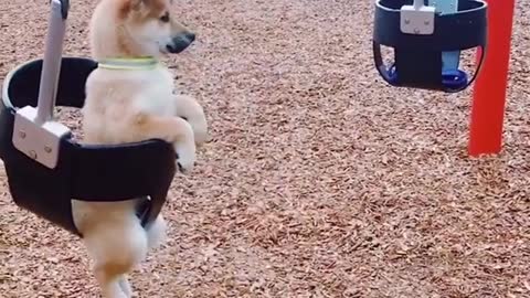 Shiba Inu puppy enjoys swinging at the park