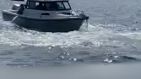 Baleia avança sobre barco de pesca na costa de Massachusetts, nos EUA