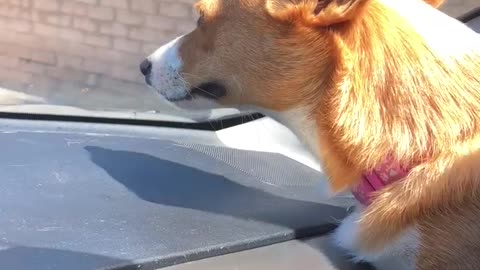 Corgi Enjoys Car Ride