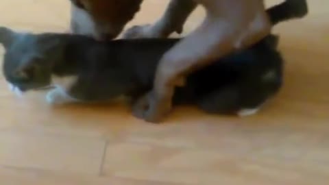 Dog tries to Rape a poor cat ! 0;