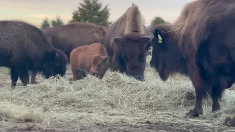 Bison Share Pasture With Wildlife, Caught on Camera!