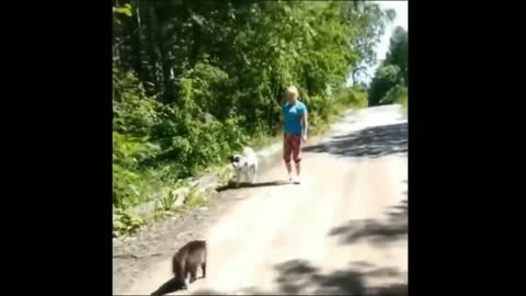 Angry Cats Vs Dogs Funny Compilation Video Ever| cats and dog Fight|My Way