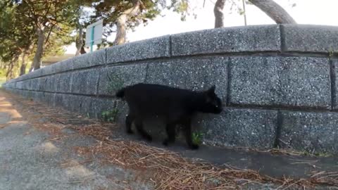 I followed a black cat