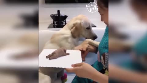 Dog reaction to cutting cake 2020