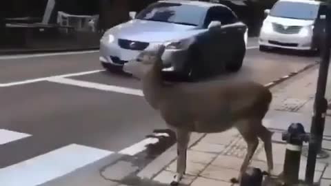 deer - wait in the street to pass the crosswalk