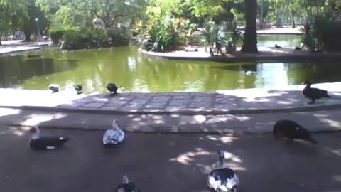 Patos e cisnes relaxam, e aproveitam a tarde de frente para o lago no parque [Nature & Animals]