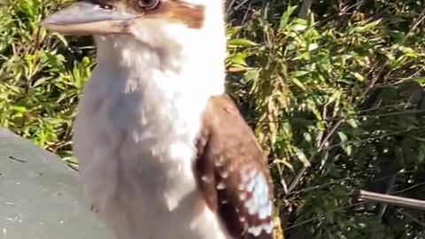 Most beautiful kookaburras